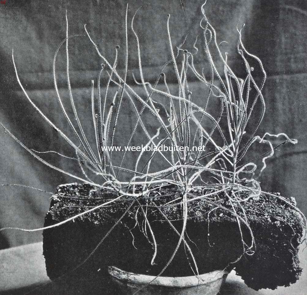 Vleeschetende planten. Drosophyllum Lusitanicum Link, een in Portugal voorkomende vleeschetende of insecten-etende plant. De cadavers van de slachtoffers, mieren en vliegjes op de bladeren zijn duidelijk op de afbeelding te herkennen. De plantjes zijn op een turf uitgezaaid