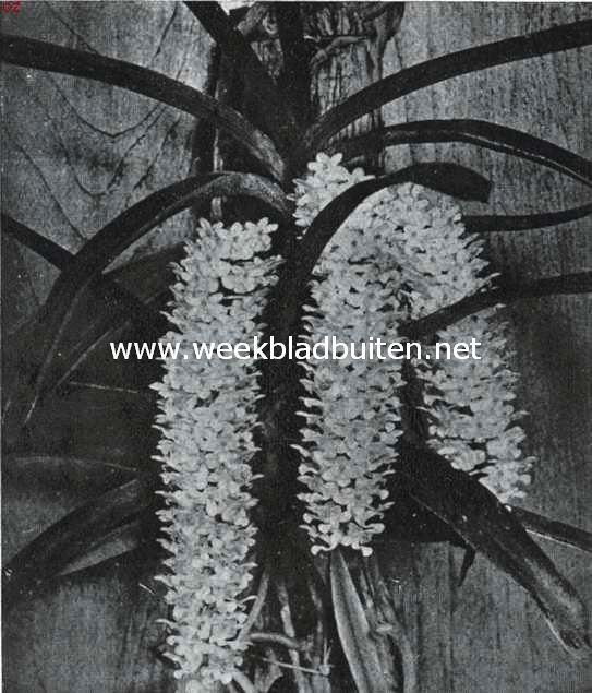Orchideen. Rhychostylis Retusa