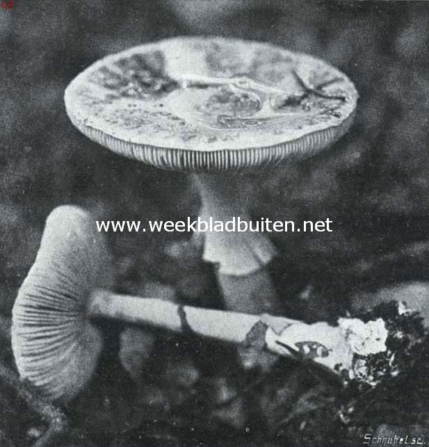 De witte giftzwam (Amanita Mappa Tz). Zeer vergiftigde paddestoel, en vooral gevaarlijk, omdat hij vaak groote gelijkenis vertoont met den onschuldigen en smakelijke veldchampignon