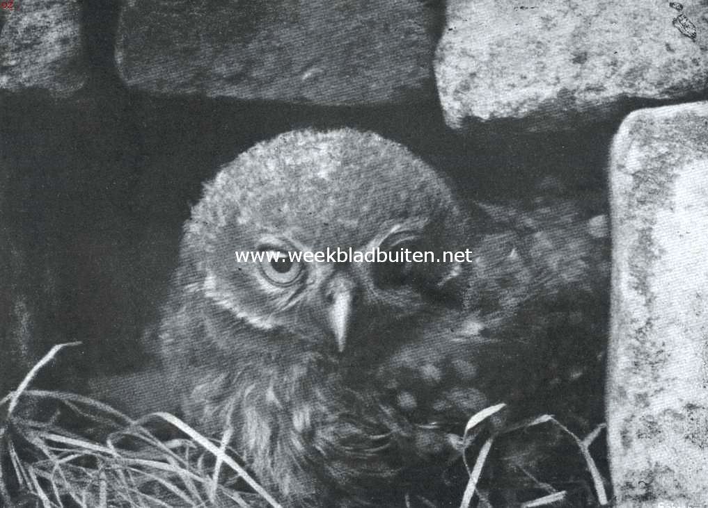 Jonge katuil