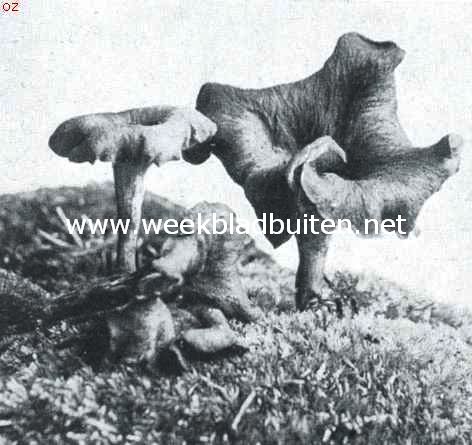 Paddenstoelen. Doodstrompet
