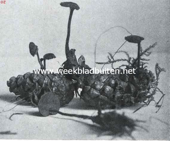 Paddenstoelen. Oorlepelzwam