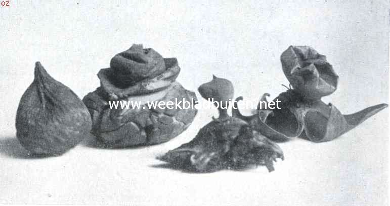 Paddenstoelen. Aardsterren