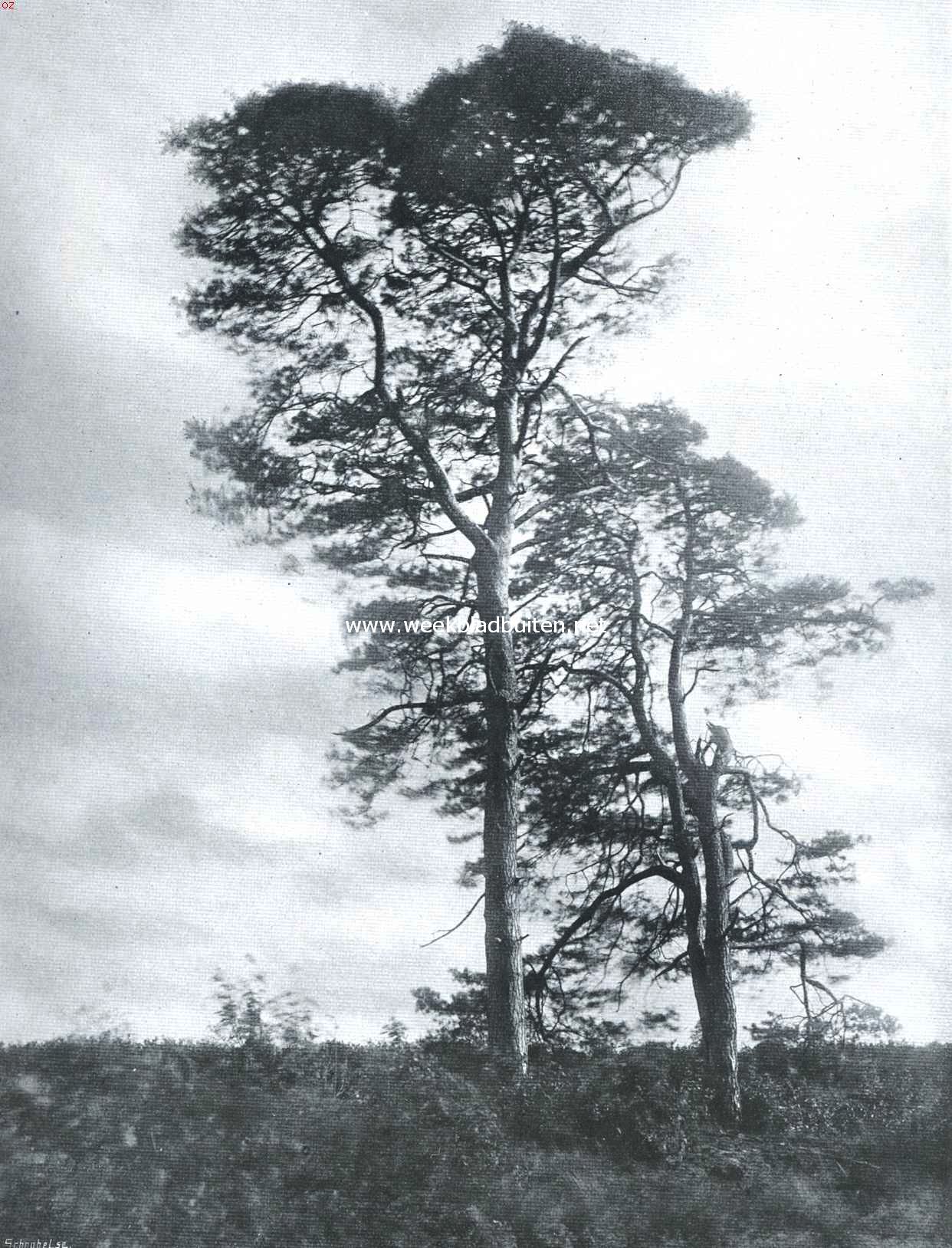 Boomen in den storm