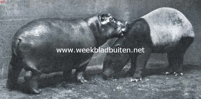 Twee vrienden. Jeugdig nijlpaard en tapir