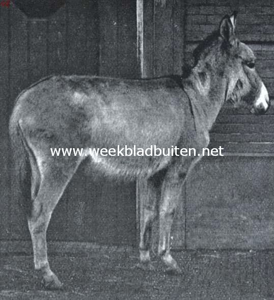 Wilde ezel in 