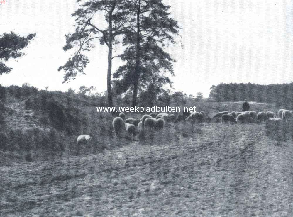 Aan den rand van het bosch