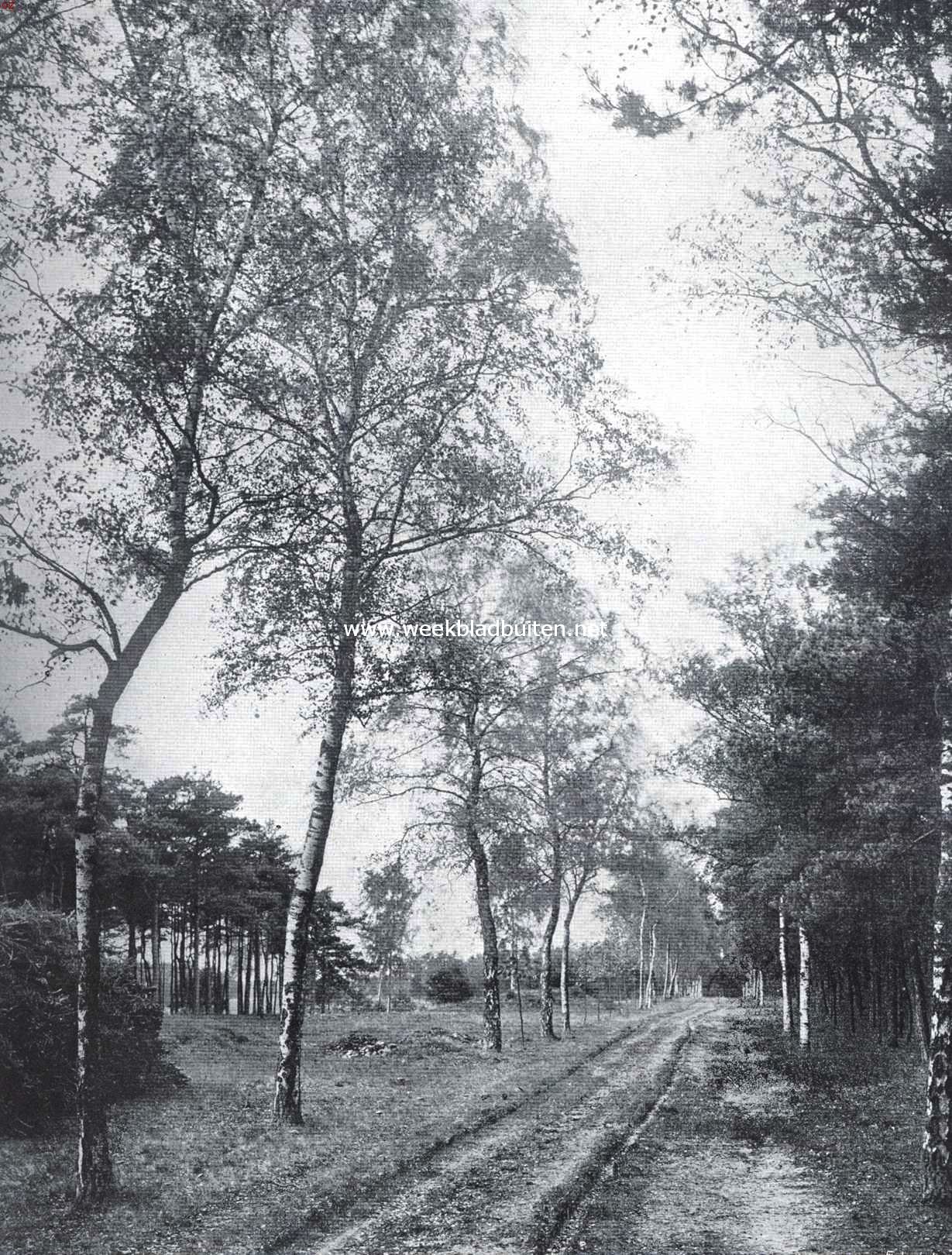 Boschlaantje