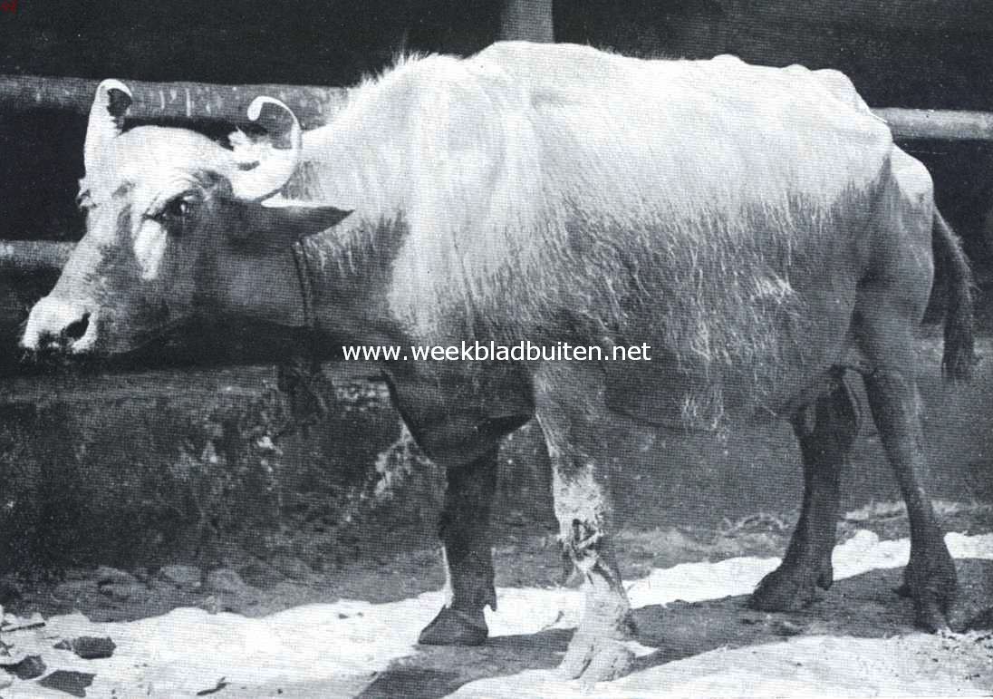 Bombay in plaatjes en praatjes. Een heilige koe in het dieren-asyl te Bombay