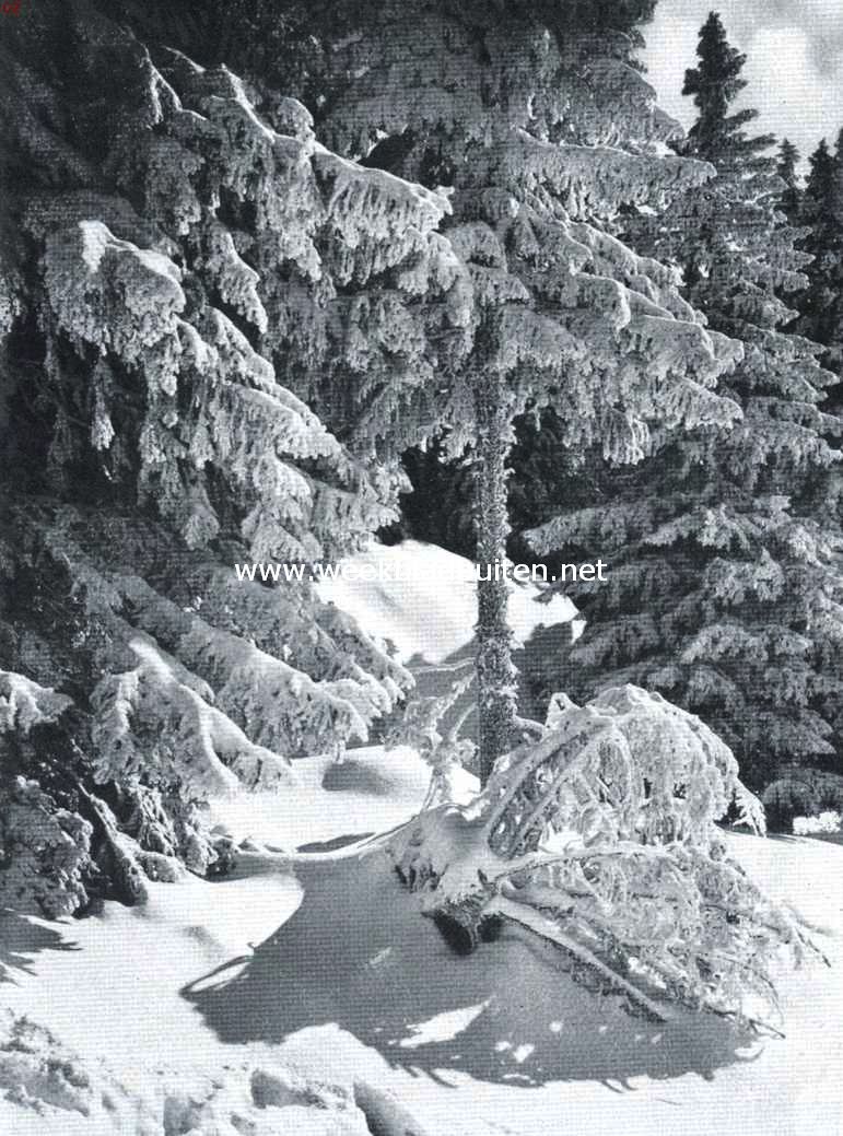 Winterpracht in het bergwoud