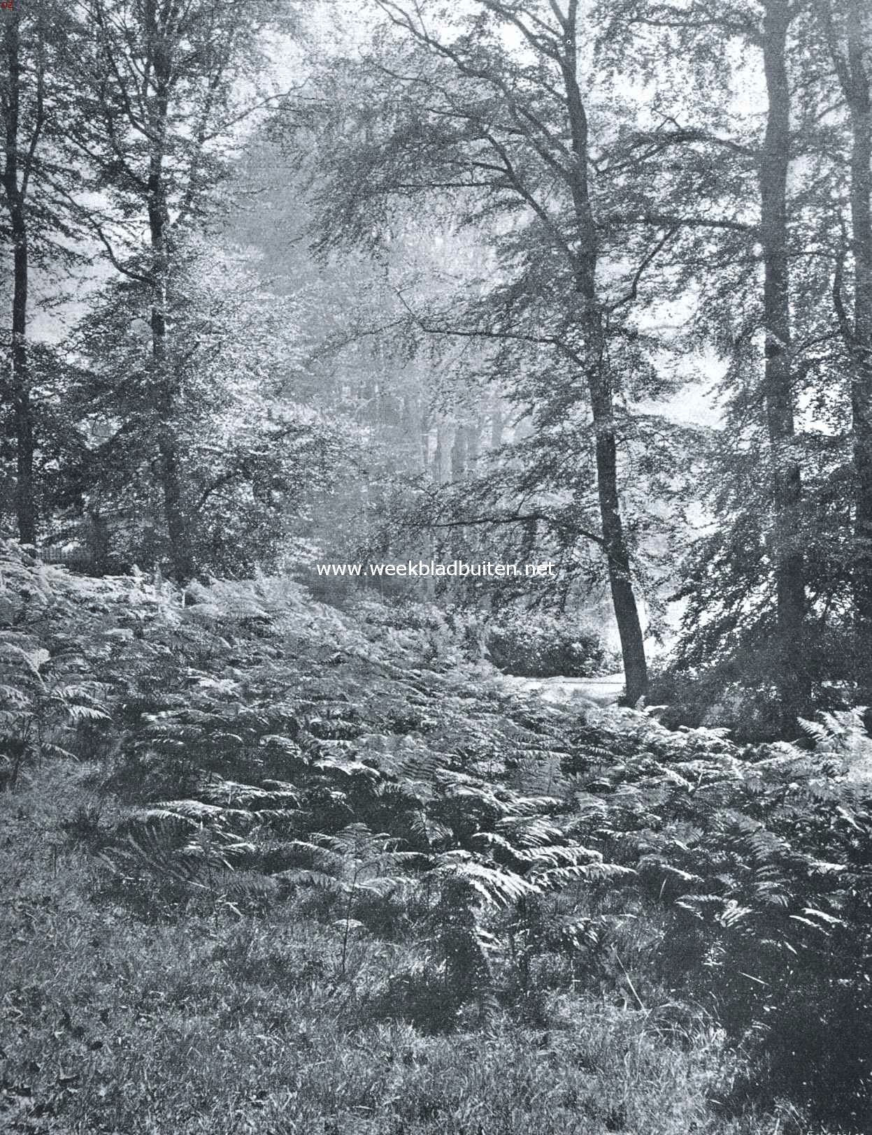 Varens in het bosch