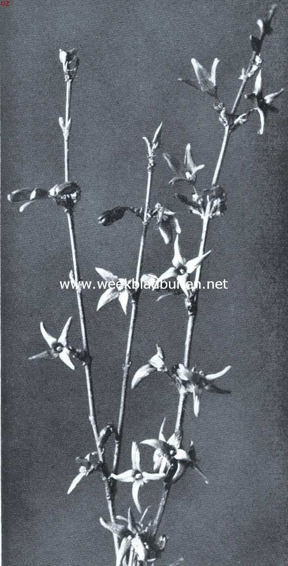 Forsythia