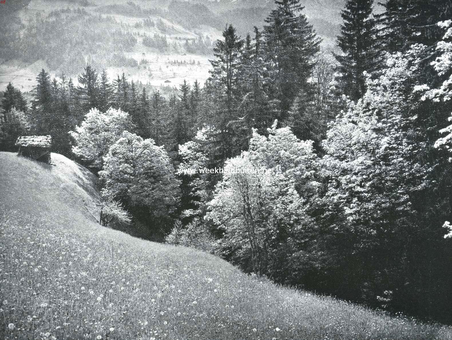 Voorjaar in het bergland
