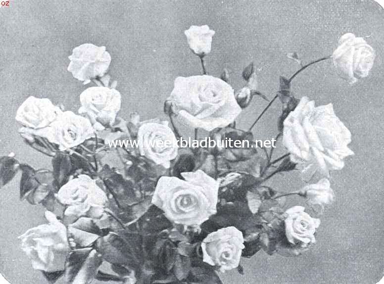 Een prachtige roos (Golden Ophelia). Mooie donkergele kleur, bloem alleenstaande op sterk opgaande stengels. Zeer rijkbloeiende roos, met al de goede hoedanogheden van Ophelia, waarvan ze een kruising is. Uit de kweekerij van G.A.H. Buisman en Zn. Te Heerde