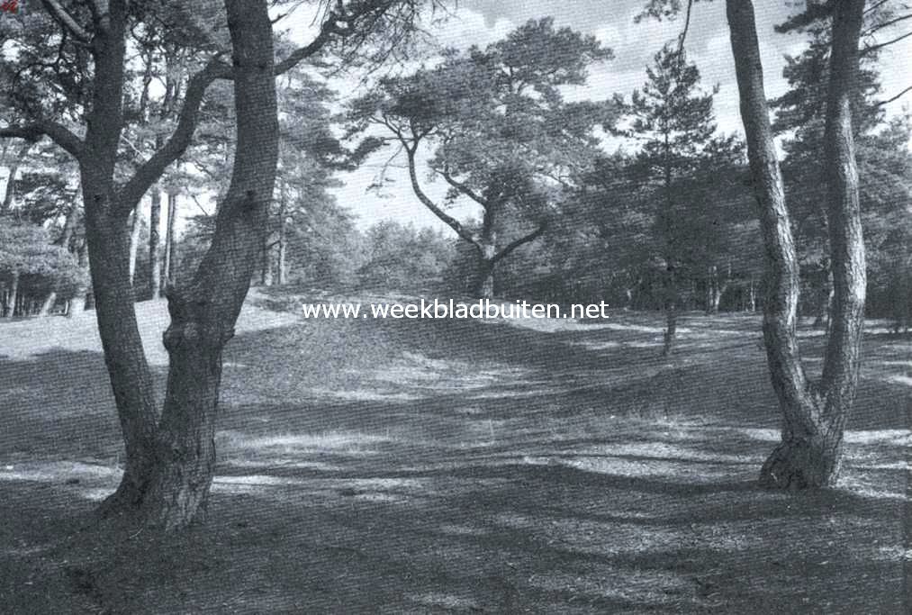 Het land der dennen. In het Sysseltsche Bosch