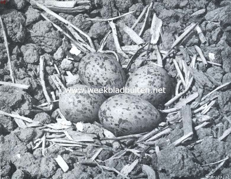 Nest met eieren van den scholekster