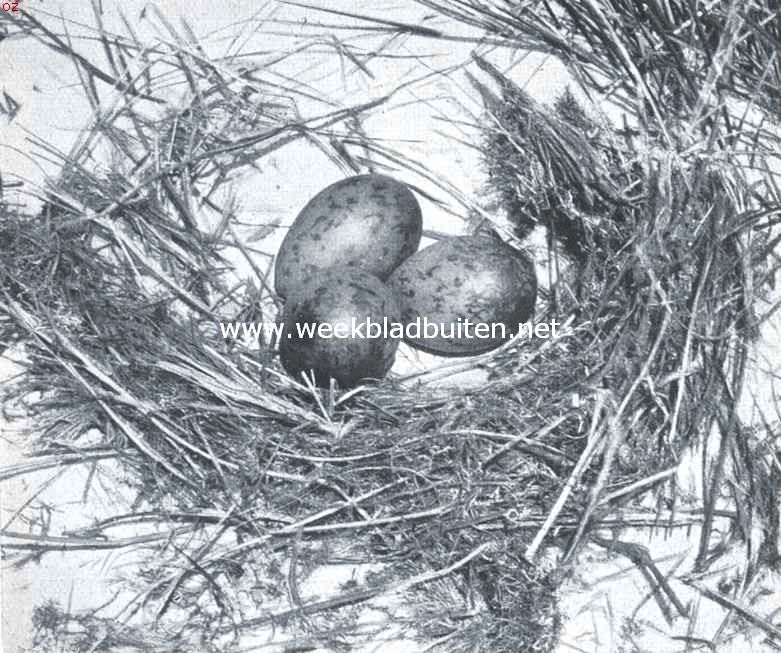 Nest met eieren van den zilvermeeuw