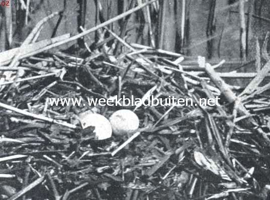 Nest met eieren van de fuut