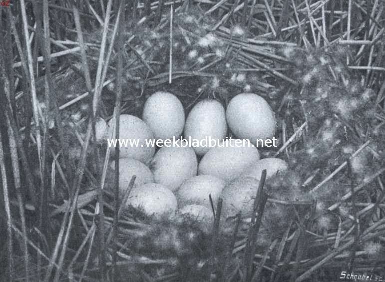 Nest met eieren van de wilde eend