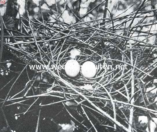 Nest met eieren van de groote boschduif