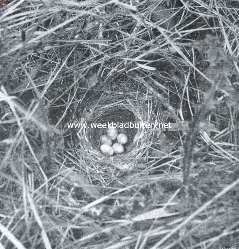 Nest met eieren van de grasmusch