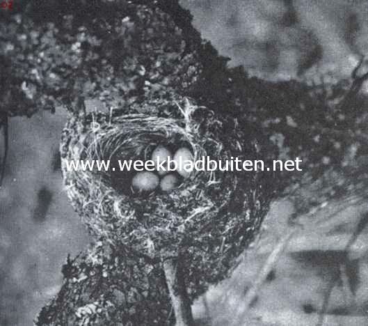 Nest met eieren van den vink