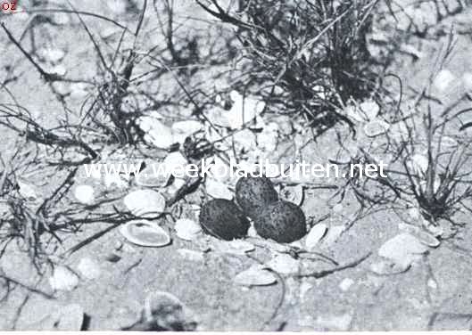 Nest met eieren van den strandpluvier