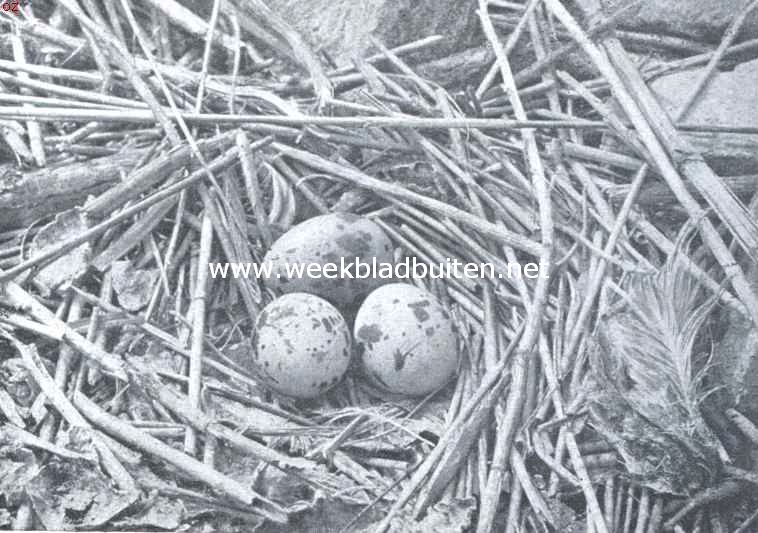 Nest met eieren van het vischdiefje