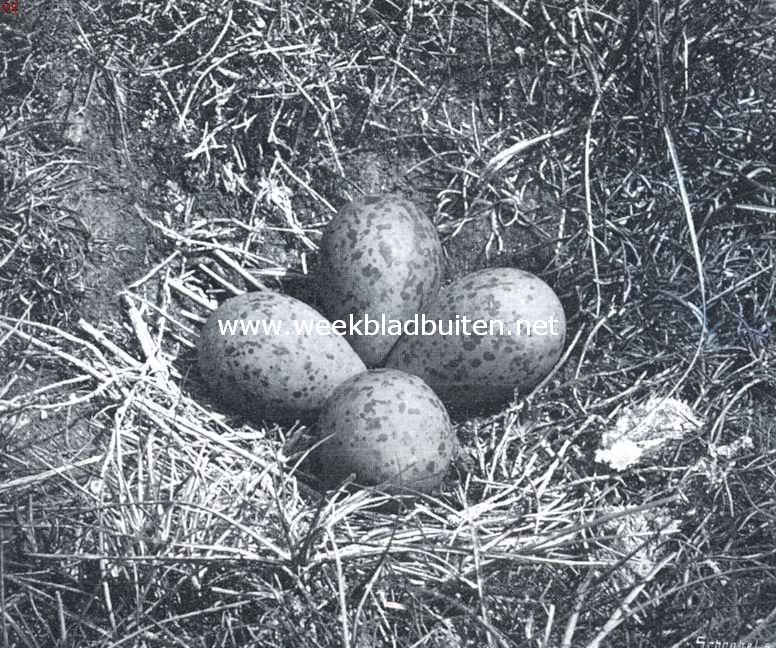 Nest met eieren van de kluit