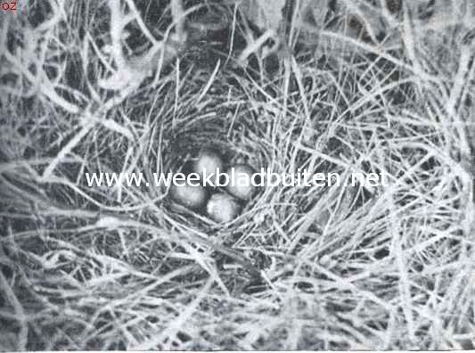 Nest met eieren van den veldleeuwerik