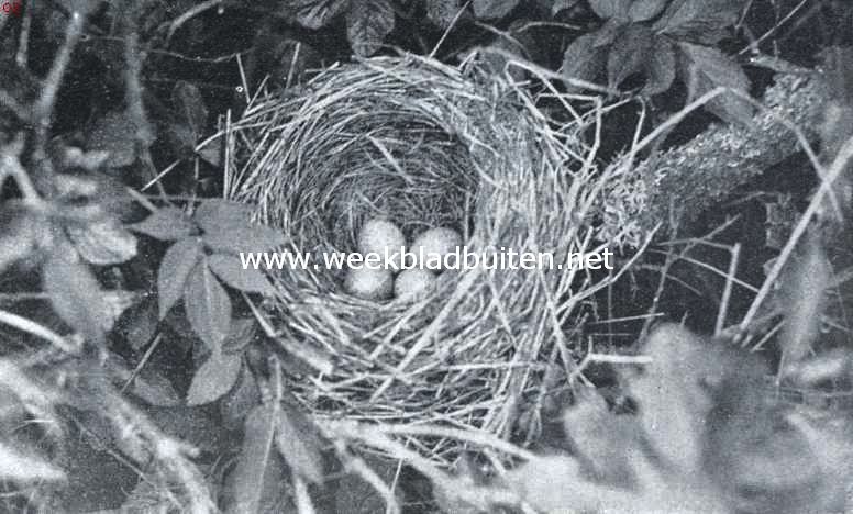 Nest met eieren van de merel