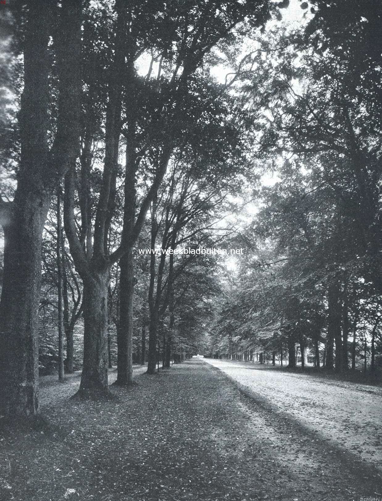 Boomen, lanen en bosschen. De Koning Willemslaan te Baarn