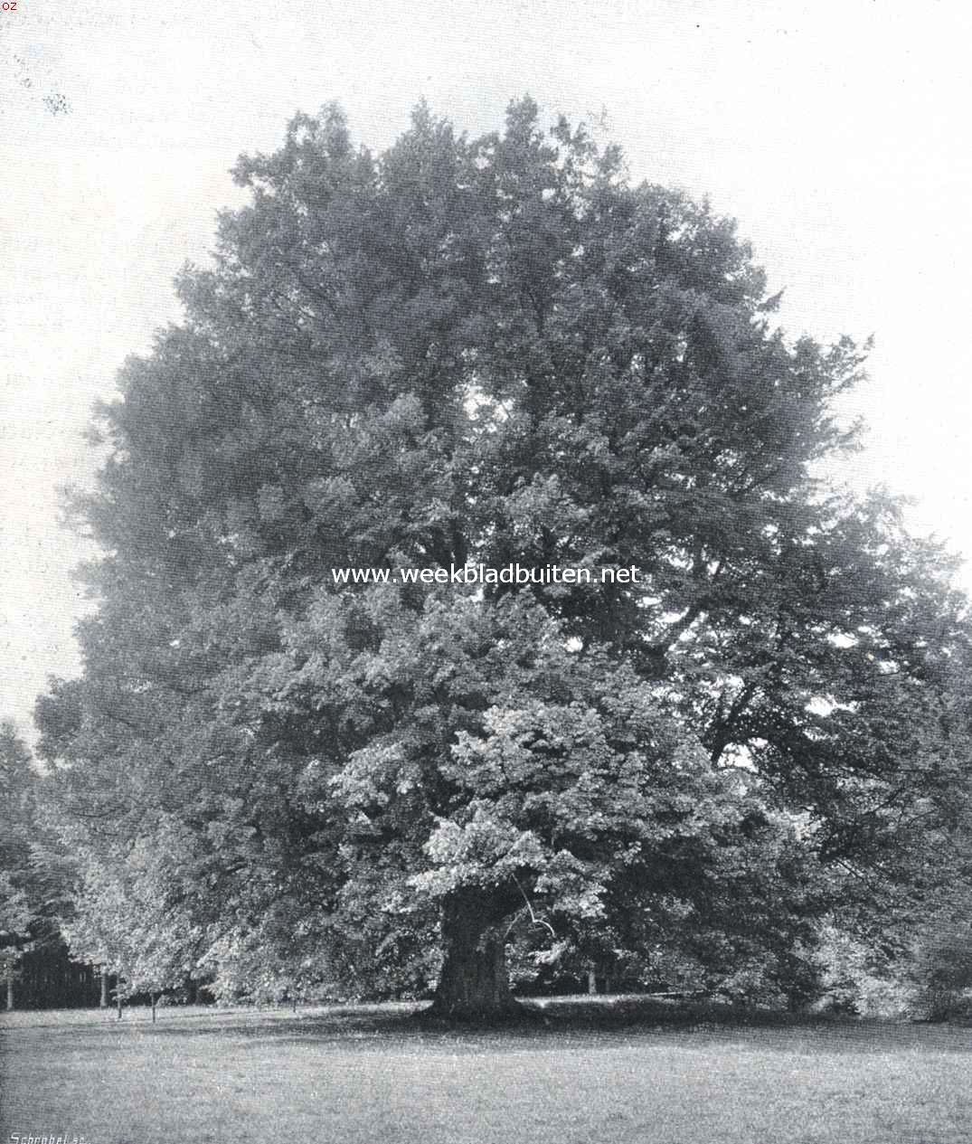 De Koning Willem-linde in het park van Soestdijk