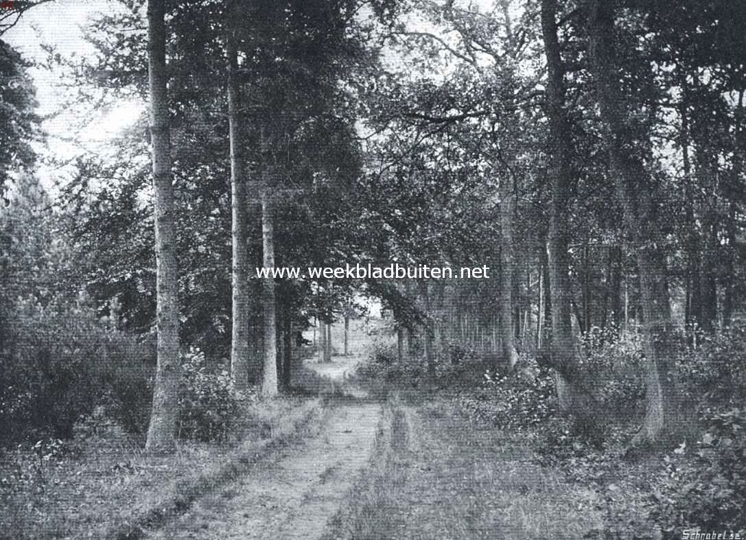 Laantje bij Oisterwijk