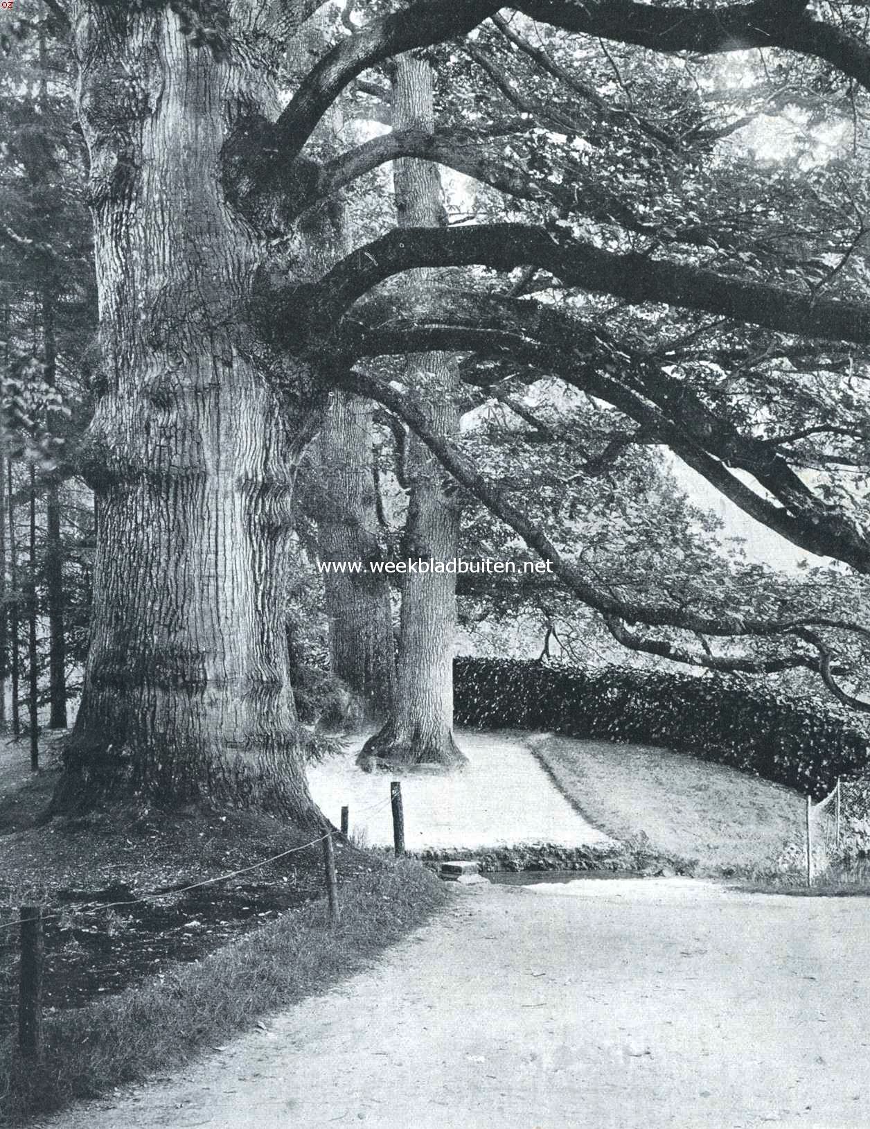 Boomen, lanen en bosschen. Eeuwenoude boomen in het park van Rozendaal