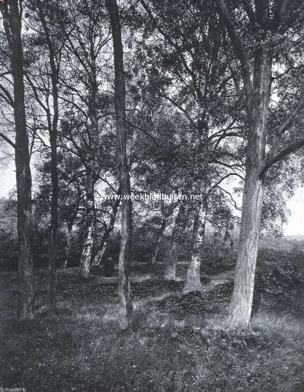 Berken in het Gooi