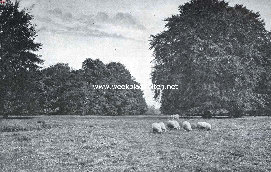 De weide op het landgoed Beukenburg