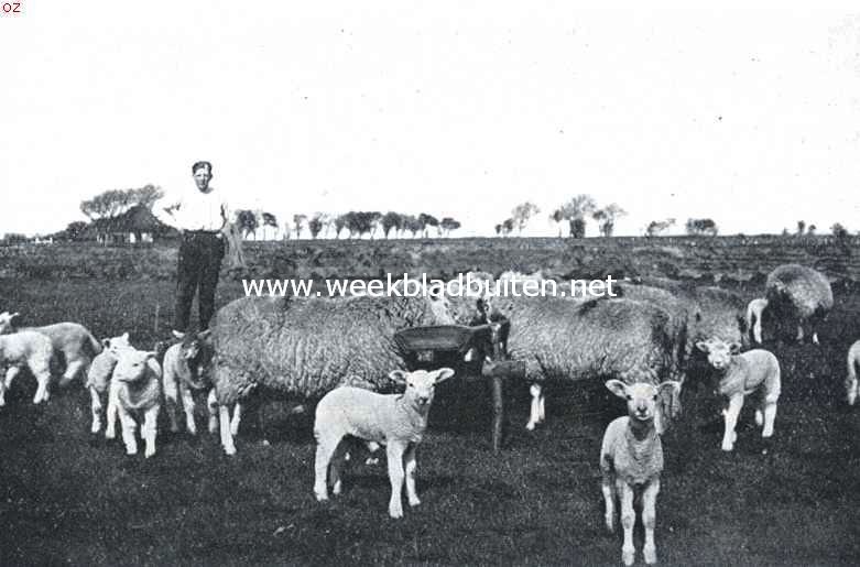 Een echt Tesselsch kiekje. Schapen aan den voerbak