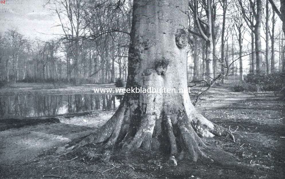 Boomen. Het uit den grond komen