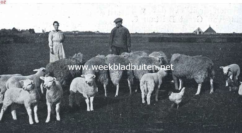 Nog een aardig schapentafereeltje op Texel