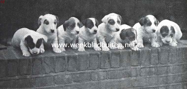 Sealyham terrier puppies van Champion Farncombe Chicory (Kennel Sans Souci Cerne)