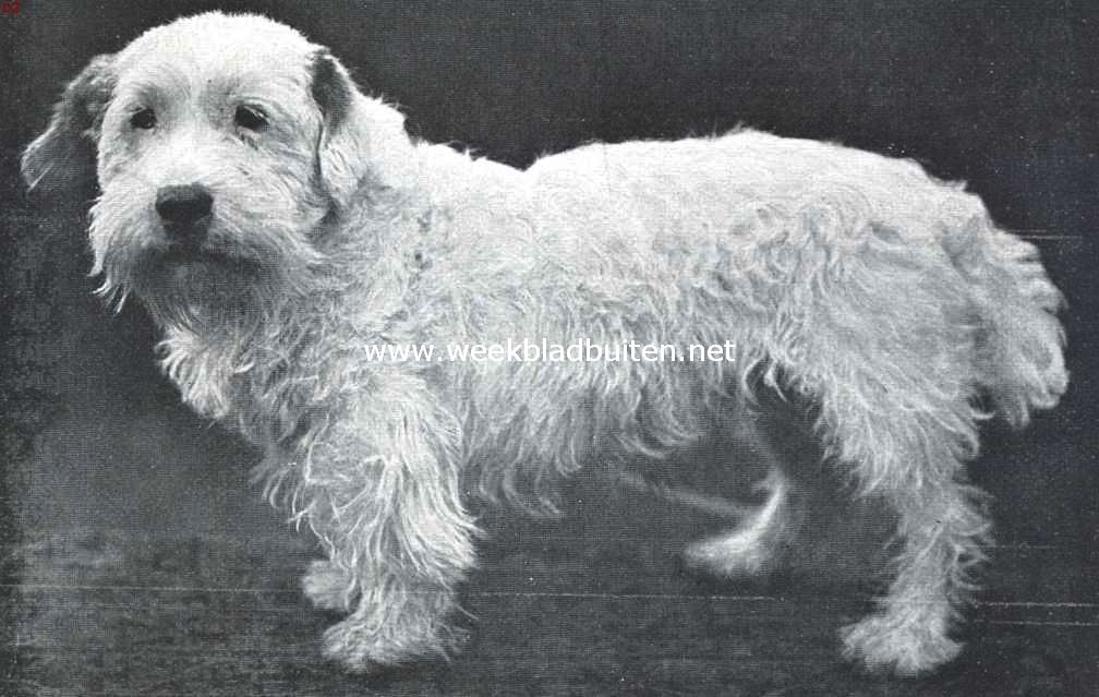 Sealyham terriers. Champion Hadley Hustle, winner van veertien kampioensprijzen in Engeland en vijf in Holland, het type van een volmaakten Sealyham terrier. (Kennel Sans Souci Cerne)