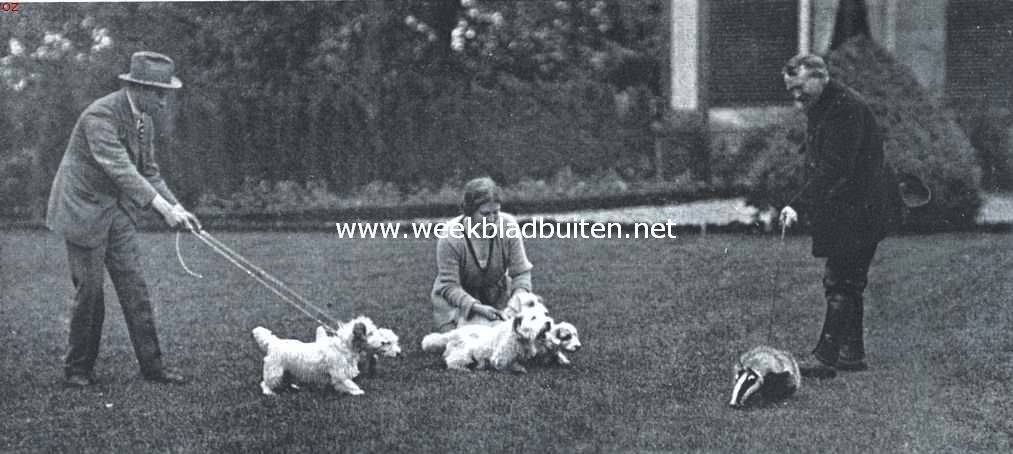 Sealyham terriers. 