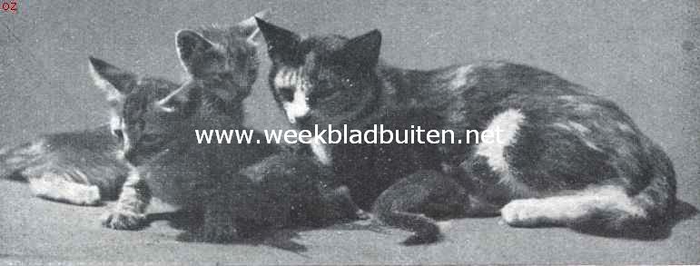Een kijkje in de dierenwereld. Jonge katten en badjings bij de gemeenschappelijke zoogmoeder