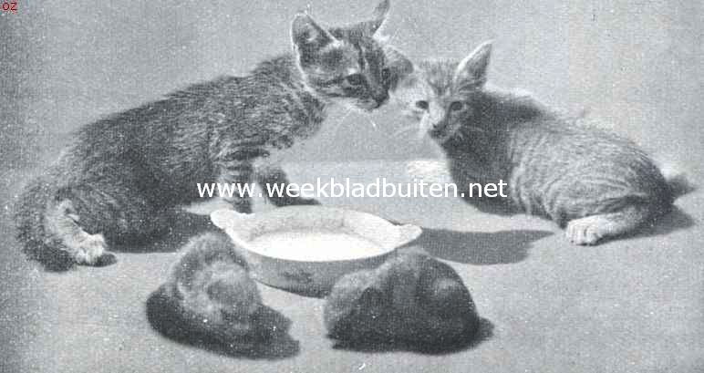 Een kijkje in de dierenwereld. De katten met hun katten-zoogbroeders