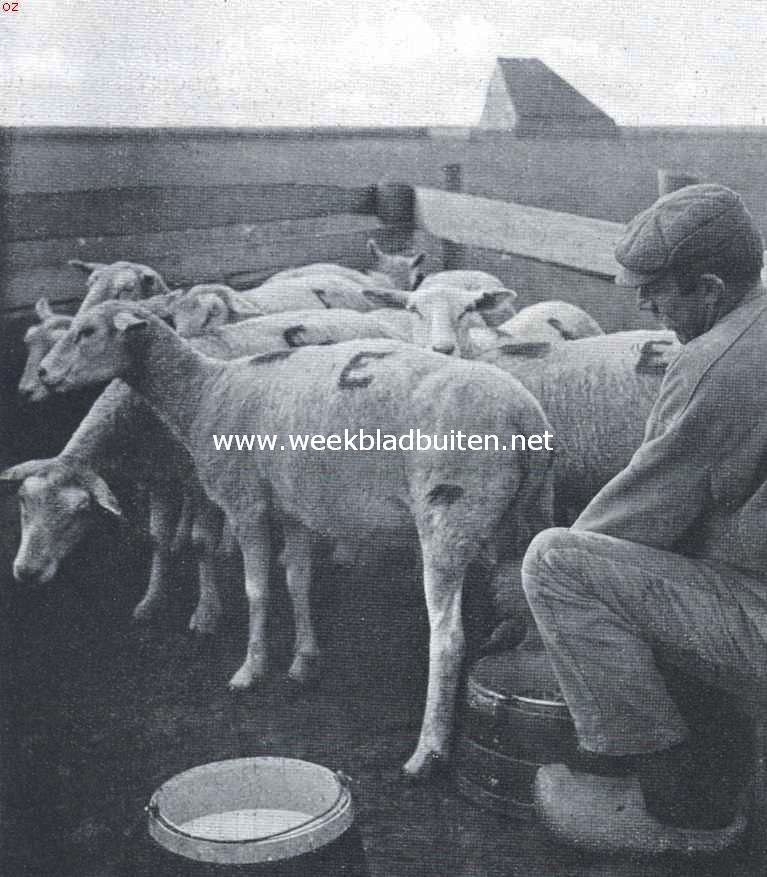 Texelsche schapen