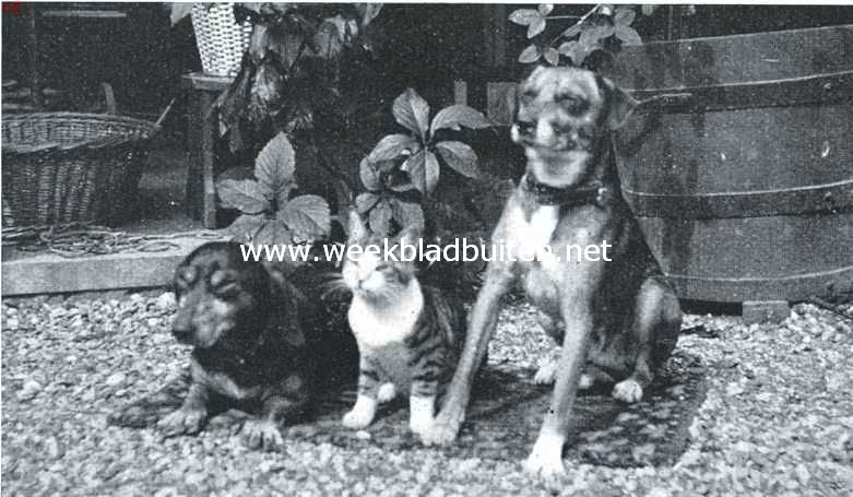 Drie poseurs