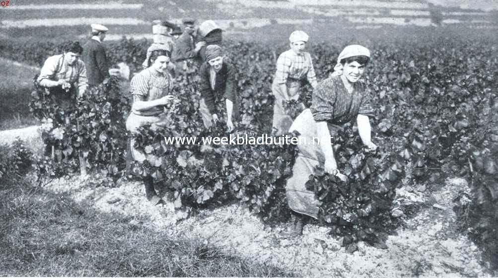 Wijnoogst. Druivenleesters aan 't werk in de wijnbergen bij Neustadt an der Haardt (Pfalz)