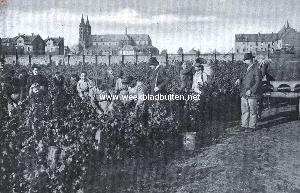 Waar de Liebfraumilch vandaan komt. Wijnoogst in de nabijheid van de Liebfraukirche