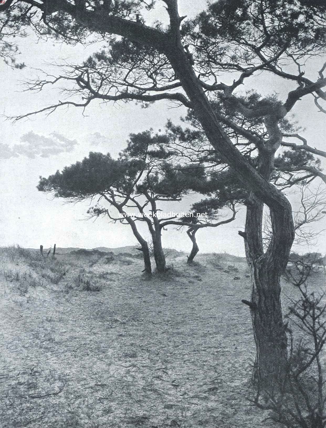 In de duinen bij Wassenaar